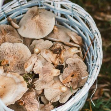 Tragedie în Italia: Cinci persoane găsite moarte în timp ce căutau ciuperci pe un munte