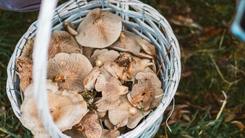 img Tragedie în Italia: Cinci persoane găsite moarte în timp ce căutau ciuperci pe un munte