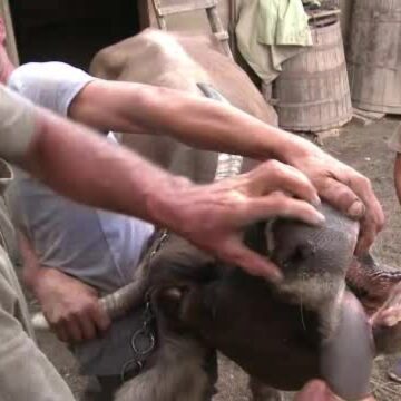 Austria raportează un focar al bolii limbii albastre la o fermă de bovine