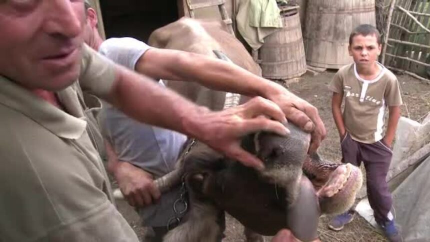 Austria raportează un focar al bolii limbii albastre la o fermă de bovine