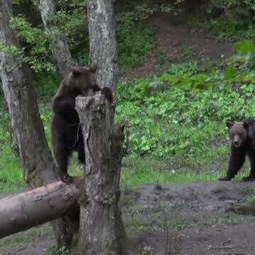 img Radarul Urșilor: Tehnologia care ne ajută să limităm interacțiunile dintre oameni și sălbăticiuni