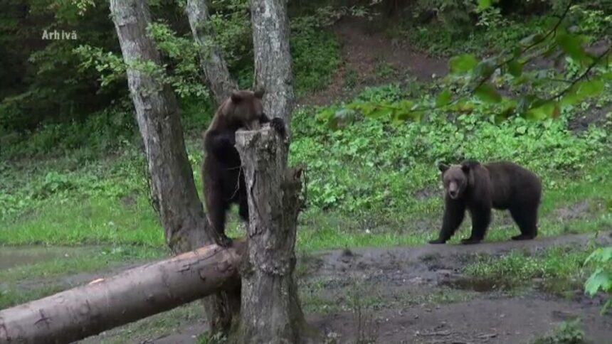 img Radarul Urșilor: Tehnologia care ne ajută să limităm interacțiunile dintre oameni și sălbăticiuni