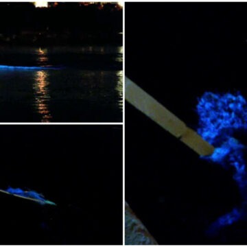 img Fenomenul inedit al apei fosforescente din Marea Neagră