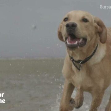 img Rolul câinilor și pisicilor în reglarea sistemului imunitar uman