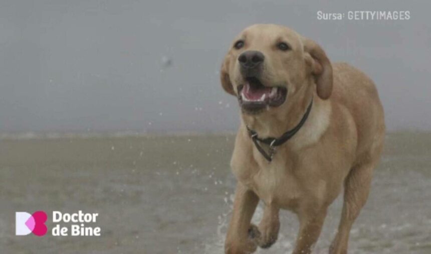 img Rolul câinilor și pisicilor în reglarea sistemului imunitar uman