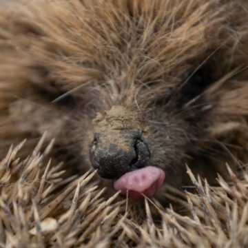 Alarmă pentru aricii europeni: o specie iubită aflată în pericol de dispariție