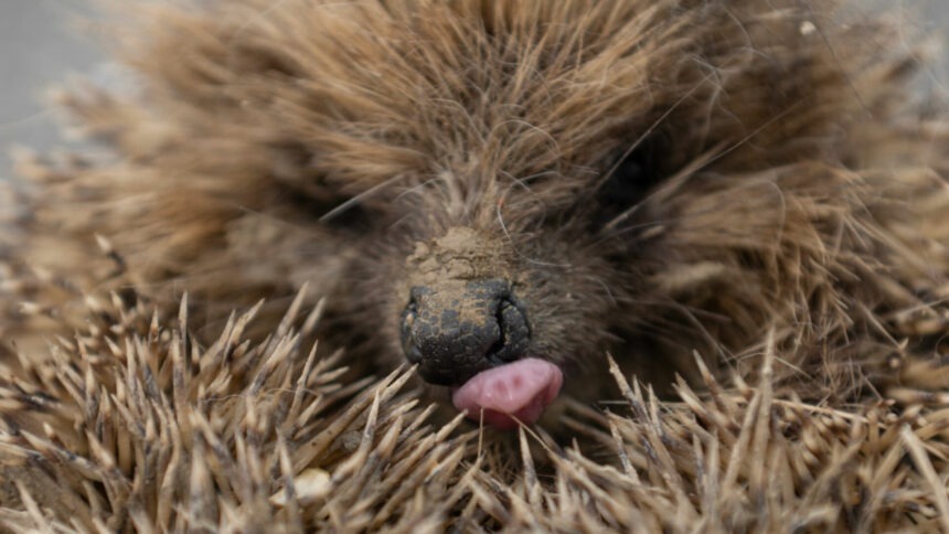 img Alarmă pentru aricii europeni: o specie iubită aflată în pericol de dispariție