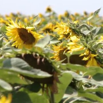 img Floarea soarelui și bacteria care o ajută să reziste la secetă