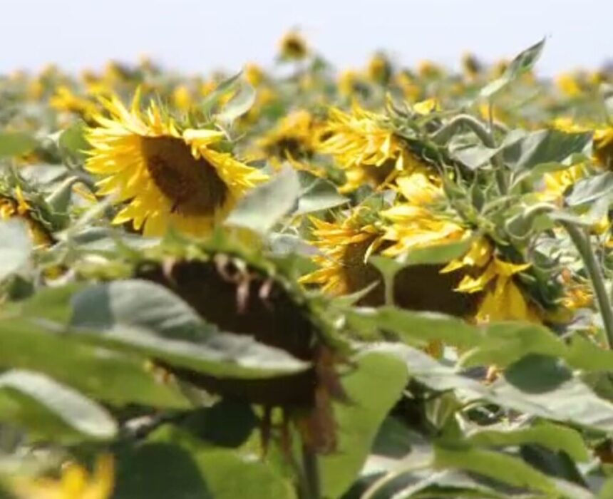 img Floarea soarelui și bacteria care o ajută să reziste la secetă
