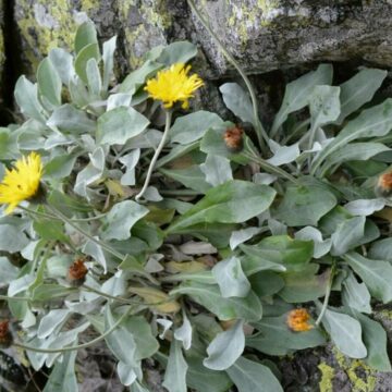 img Descoperirea unei plante vechi de peste 60.000 de ani în Carpații Orientali