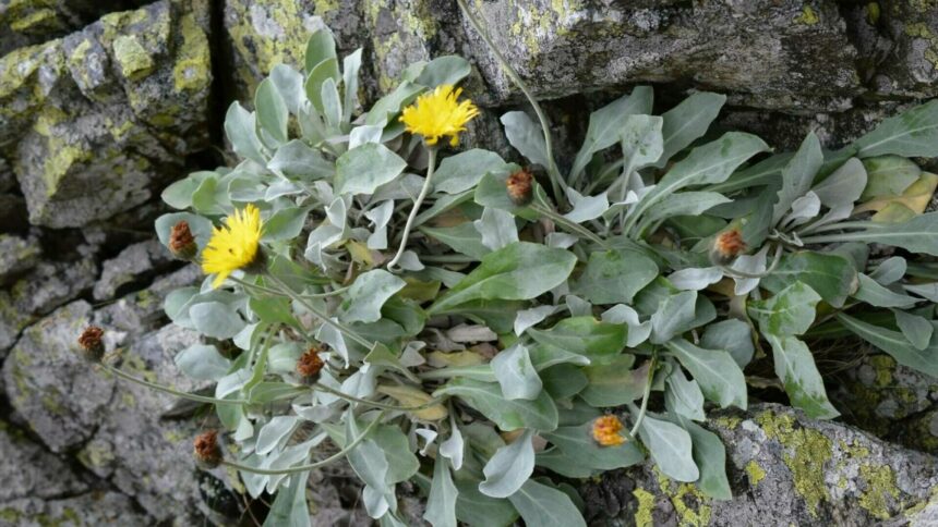 img Descoperirea unei plante vechi de peste 60.000 de ani în Carpații Orientali