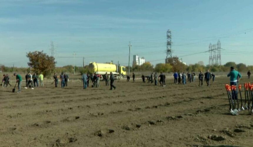 img Plantarea primilor copaci din Centura Verde a Bucureștiului