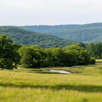 img Dezastrul ecologic al pădurilor de stejar din România