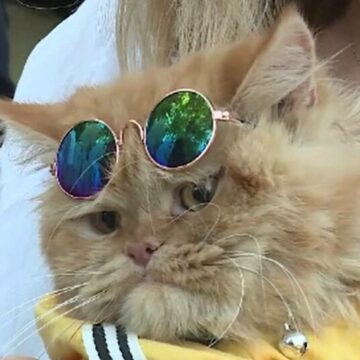 img Premieră în Erbil, capitala Kurdistanului Irakian. A fost aleasă cea mai frumoasă pisică