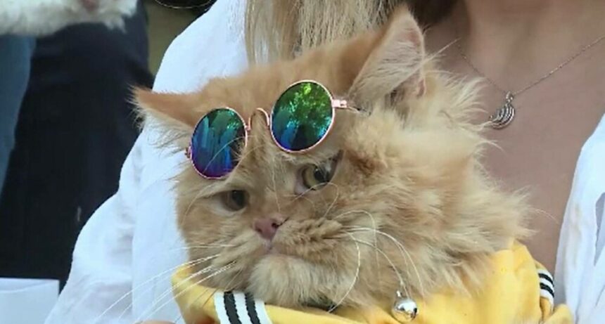 img Premieră în Erbil, capitala Kurdistanului Irakian. A fost aleasă cea mai frumoasă pisică