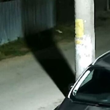 img Localitatea din România terorizată de lupi. Ce fac sălbăticiunile pe străzi în fiecare noapte