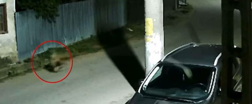 img Localitatea din România terorizată de lupi. Ce fac sălbăticiunile pe străzi în fiecare noapte