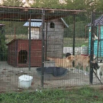 img Adăpostul groazei: o afacere sinistră cu suferința animalelor