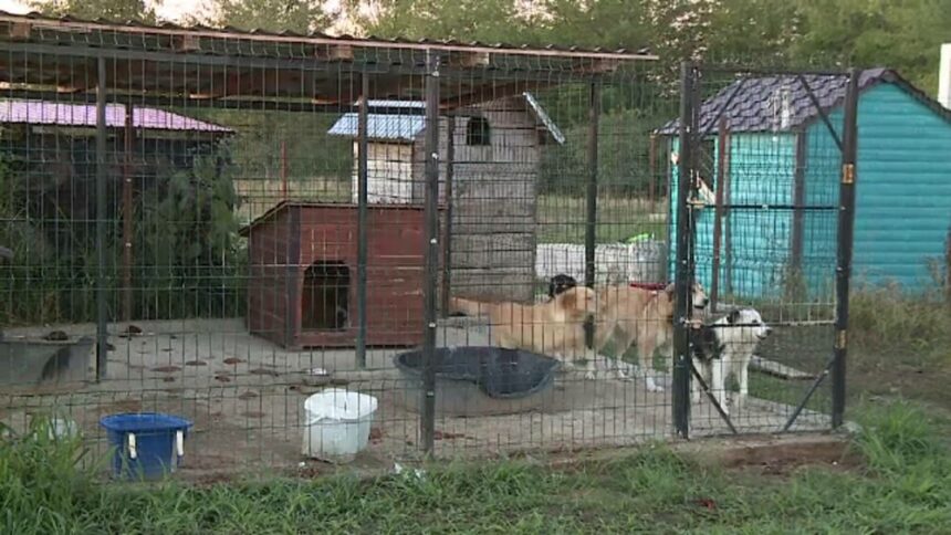 img Adăpostul groazei: o afacere sinistră cu suferința animalelor