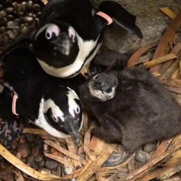 img Doi pui de pinguin de la o grădină zoo din Marea Britanie au fost botezați Liam și Noel, ca cei din trupa Oasis