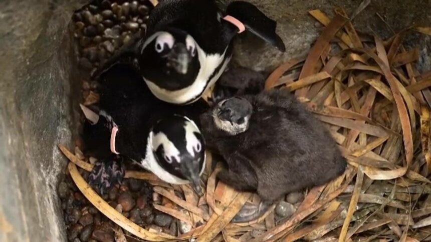 img Doi pui de pinguin de la o grădină zoo din Marea Britanie au fost botezați Liam și Noel, ca cei din trupa Oasis