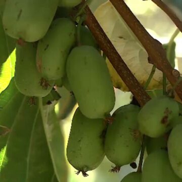 img Recolte mari de fructe exotice la Dăbuleni datorită secetei