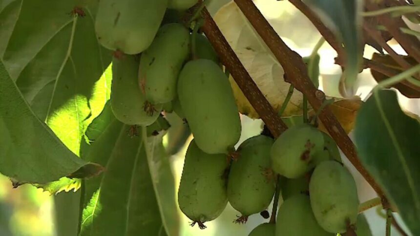 Recolte mari de fructe exotice la Dăbuleni datorită secetei