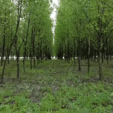 img Fenomenele observate la copacii din Buzău: Anomalii sau semne ale schimbărilor climatice?