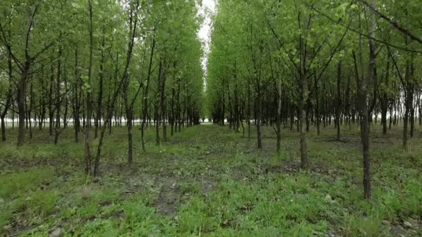 img Fenomenele observate la copacii din Buzău: Anomalii sau semne ale schimbărilor climatice?