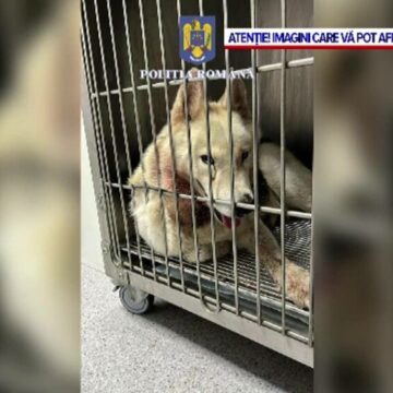 Cruzime în Ilfov: Bărbatul de 43 de ani care a înjunghiat un câine husky