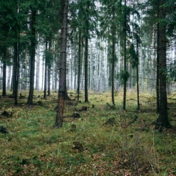 img Impactul emisiilor de carbon asupra pădurilor din Finlanda