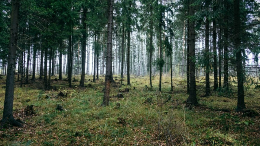 Impactul emisiilor de carbon asupra pădurilor din Finlanda