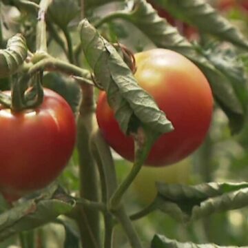 img Schimbările din Programul Tomata și impactul asupra producătorilor