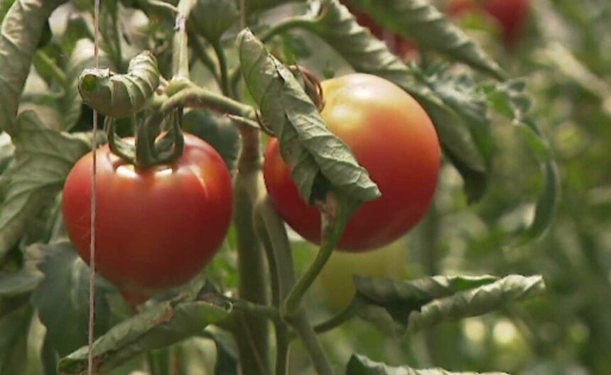 img Schimbările din Programul Tomata și impactul asupra producătorilor