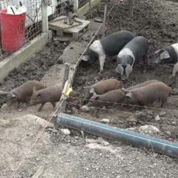 img Criza porcilor de Crăciun: Clienții trebuie să-și facă rezervări încă din primăvară