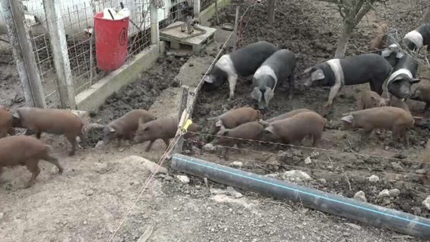 img Criza porcilor de Crăciun: Clienții trebuie să-și facă rezervări încă din primăvară