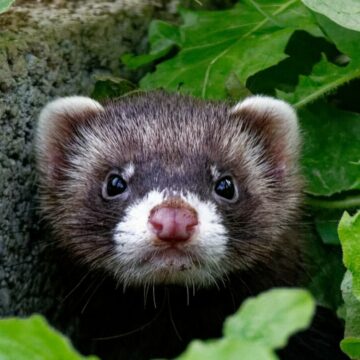 img Metoda inedită folosită de orașul Marsilia pentru a combate șobolanii