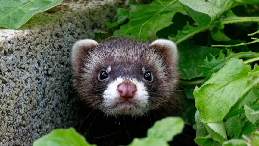 img Metoda inedită folosită de orașul Marsilia pentru a combate șobolanii