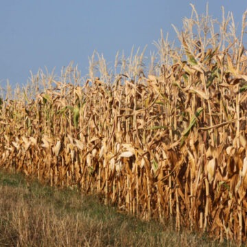 img Fermierii români se confruntă cu o nouă problemă: porumbul contaminat cu aflatoxină