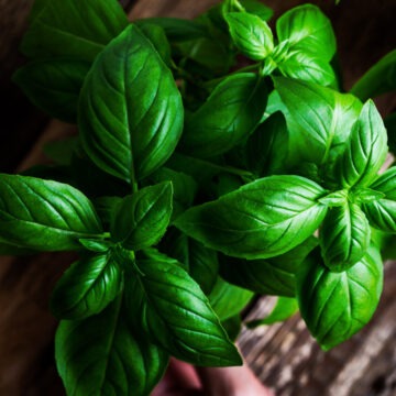 Beneficiile și contraindicațiile busuiocului în alimentație și medicină