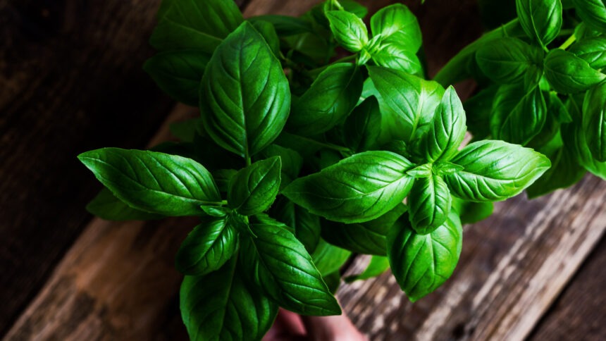 Beneficiile și contraindicațiile busuiocului în alimentație și medicină