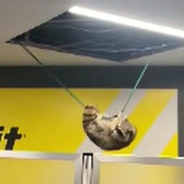 img Incidentul cu ratonul de pe aeroportul din New York