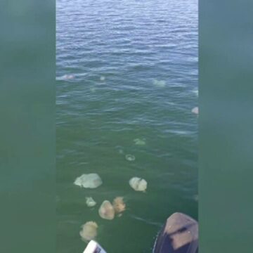 img Invasia meduzelor albastre pe litoralul românesc