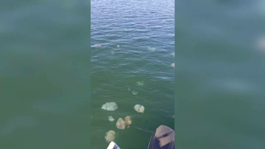 img Invasia meduzelor albastre pe litoralul românesc