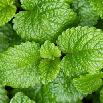 img Beneficiile consumului de mentă – proprietăți și contraindicații