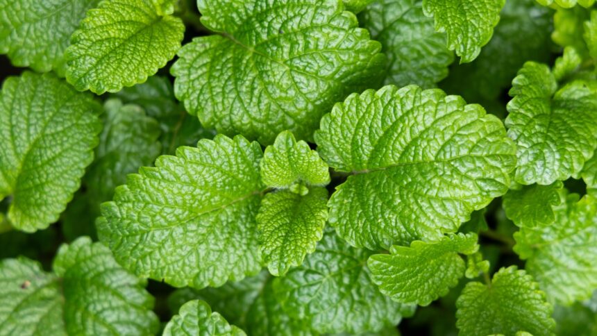 img Beneficiile consumului de mentă – proprietăți și contraindicații
