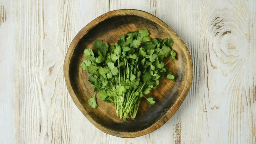 img Coriandru – Utilizări, beneficii și contraindicații