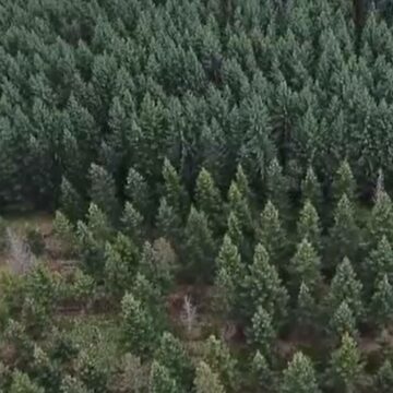 img Semințele de brad românesc, un produs de calitate căutat în Europa