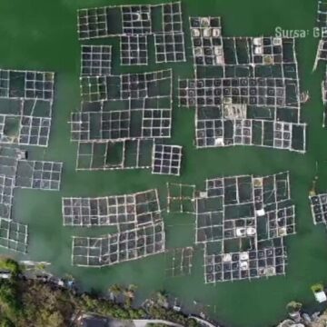 img Cercetătorii români își propun să introducă crescătorii de păstrăv în Marea Neagră