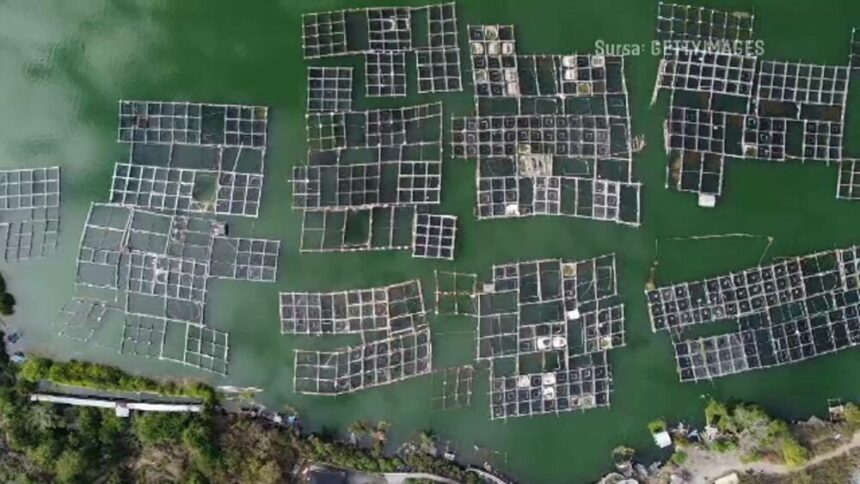 img Cercetătorii români își propun să introducă crescătorii de păstrăv în Marea Neagră
